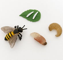 Load image into Gallery viewer, Montessori Life Cycle of the Bee with 4-Part Cards, Tray and Card Holder