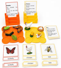 Load image into Gallery viewer, Montessori Life Cycle of the Bee with 4-Part Cards, Tray and Card Holder