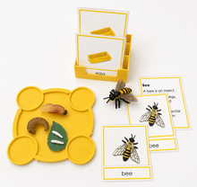 Load image into Gallery viewer, Montessori Life Cycle of the Bee with 4-Part Cards, Tray and Card Holder