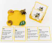 Load image into Gallery viewer, Montessori Life Cycle of the Bee with 4-Part Cards, Tray and Card Holder
