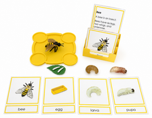 Load image into Gallery viewer, Montessori Life Cycle of the Bee with 4-Part Cards, Tray and Card Holder