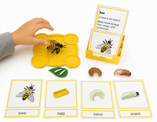 Load image into Gallery viewer, Montessori Life Cycle of the Bee with 4-Part Cards, Tray and Card Holder