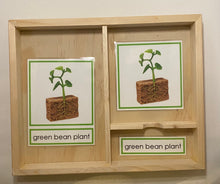 Load image into Gallery viewer, Montessori Bean Germination Life Cycle Classification Set with Miniature Objects, 3-Part Cards, and Description Cards