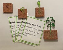 Load image into Gallery viewer, Montessori Bean Germination Life Cycle Classification Set with Miniature Objects, 3-Part Cards, and Description Cards