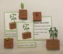 Load image into Gallery viewer, Montessori Bean Germination Life Cycle Classification Set with Miniature Objects, 3-Part Cards, and Description Cards
