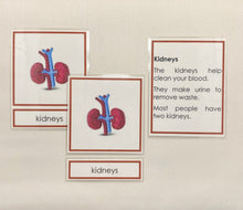 Load image into Gallery viewer, Montessori Internal Organ Classification Set with Miniature Organs, 3-Part Cards, and Description Cards