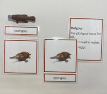 Load image into Gallery viewer, Oceania Animals Classification Set
Australia and New Zealand Animals