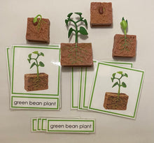 Load image into Gallery viewer, Montessori Bean Germination Life Cycle Classification Set with Miniature Objects, 3-Part Cards, and Description Cards