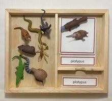Load image into Gallery viewer, Oceania Animals Classification Set
Australia and New Zealand Animals
