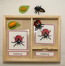Load image into Gallery viewer, Montessori Ladybug Life Cycle Classification Set with Miniature Objects, 3-Part Cards, and Description Cards