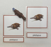 Load image into Gallery viewer, Oceania Animals Classification Set
Australia and New Zealand Animals