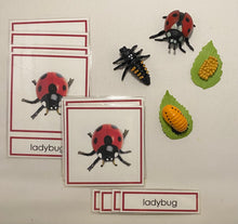 Load image into Gallery viewer, Montessori Ladybug Life Cycle Classification Set with Miniature Objects, 3-Part Cards, and Description Cards