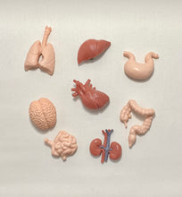 Load image into Gallery viewer, Montessori Internal Organ Classification Set with Miniature Organs, 3-Part Cards, and Description Cards