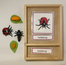 Load image into Gallery viewer, Montessori Ladybug Life Cycle Classification Set with Miniature Objects, 3-Part Cards, and Description Cards