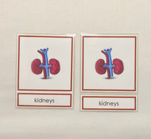 Load image into Gallery viewer, Montessori Internal Organ Classification Set with Miniature Organs, 3-Part Cards, and Description Cards