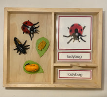 Load image into Gallery viewer, Montessori Ladybug Life Cycle Classification Set with Miniature Objects, 3-Part Cards, and Description Cards