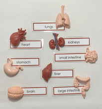 Load image into Gallery viewer, Montessori Internal Organ Classification Set with Miniature Organs, 3-Part Cards, and Description Cards
