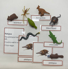 Load image into Gallery viewer, Oceania Animals Classification Set
Australia and New Zealand Animals