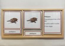 Load image into Gallery viewer, Oceania Animals Classification Set
Australia and New Zealand Animals