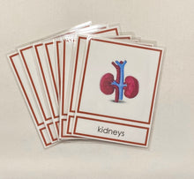 Load image into Gallery viewer, Montessori Internal Organ Classification Set with Miniature Organs, 3-Part Cards, and Description Cards