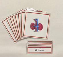 Load image into Gallery viewer, Montessori Internal Organ Classification Set with Miniature Organs, 3-Part Cards, and Description Cards