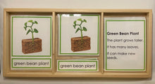 Load image into Gallery viewer, Montessori Bean Germination Life Cycle Classification Set with Miniature Objects, 3-Part Cards, and Description Cards