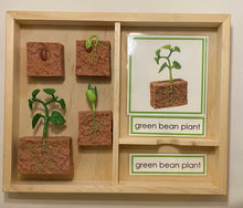 Load image into Gallery viewer, Montessori Bean Germination Life Cycle Classification Set with Miniature Objects, 3-Part Cards, and Description Cards