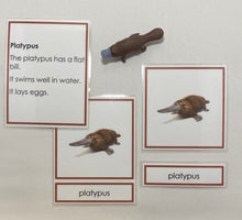 Load image into Gallery viewer, Oceania Animals Classification Set
Australia and New Zealand Animals