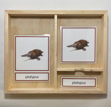 Load image into Gallery viewer, Oceania Animals Classification Set
Australia and New Zealand Animals