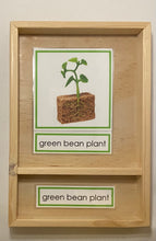 Load image into Gallery viewer, Montessori Bean Germination Life Cycle Classification Set with Miniature Objects, 3-Part Cards, and Description Cards