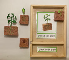 Load image into Gallery viewer, Montessori Bean Germination Life Cycle Classification Set with Miniature Objects, 3-Part Cards, and Description Cards