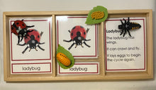 Load image into Gallery viewer, Montessori Ladybug Life Cycle Classification Set with Miniature Objects, 3-Part Cards, and Description Cards