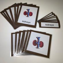 Load image into Gallery viewer, Montessori Internal Organ Three Part Classified Cards