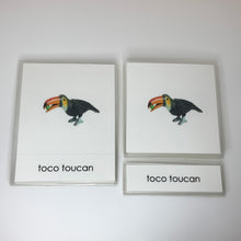 Load image into Gallery viewer, Montessori Animals of South America Three Part Classified Cards