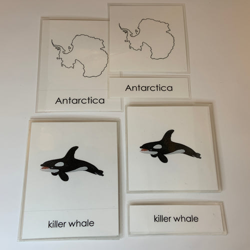 Montessori Animals of Antarctica Three Part Classified Cards