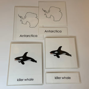 Montessori Animals of Antarctica with TOOB Figurines