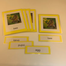 Load image into Gallery viewer, Montessori Life Cycle of a Bee Three Part Classified Cards