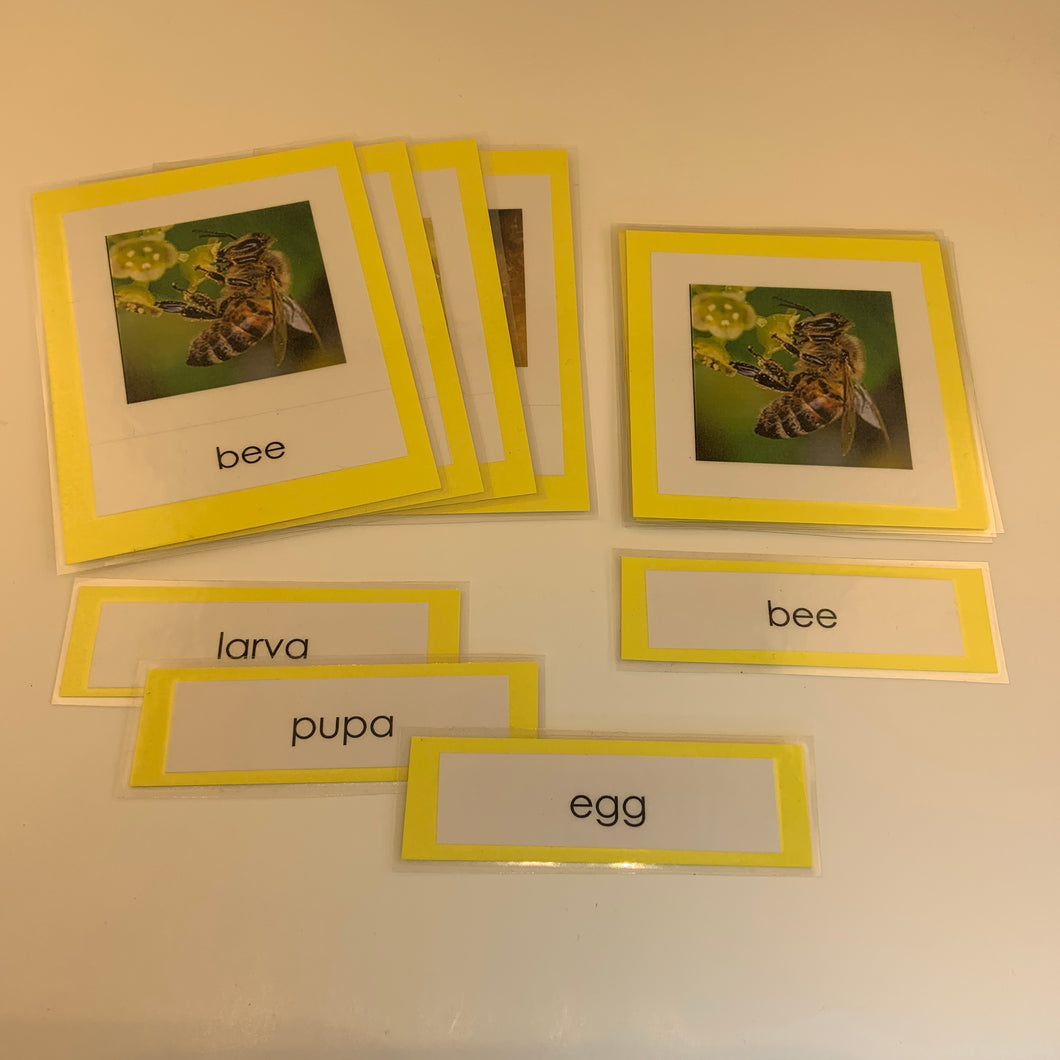 Montessori Life Cycle of a Bee Three Part Classified Cards