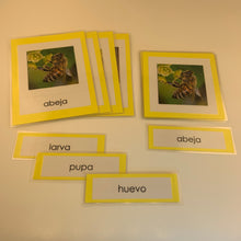 Load image into Gallery viewer, Montessori Life Cycle of a Bee Three Part Classified Cards