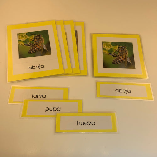Montessori Life Cycle of a Bee Three Part Classified Cards