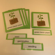Load image into Gallery viewer, Montessori Life Cycle of a Bean Plant Three Part Classified Cards