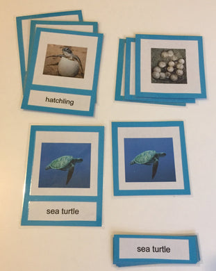 Montessori Life Cycle of a Sea Turtle Three Part Classified Cards