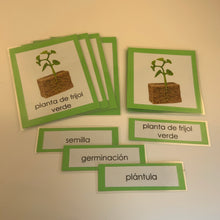 Load image into Gallery viewer, Montessori Life Cycle of a Bean Plant Three Part Classified Cards