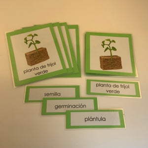 Montessori Life Cycle of a Bean Plant Three Part Classified Cards