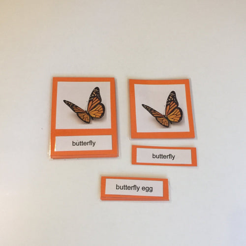 Montessori Life Cycle of a Butterfly Three Part Classified Cards