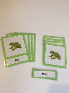 Montessori three_part_cards of Life cycle of the Frog