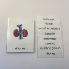 Load image into Gallery viewer, Montessori Internal Organ Three Part Classified Cards