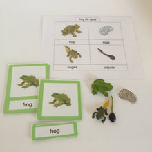 Load image into Gallery viewer, Montessori Life cycle of the Frog