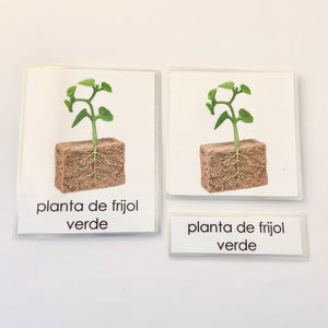 Montessori Life Cycle of a Bean Plant Three Part Classified Cards